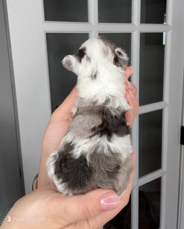 Virga – Poodle - Toy  puppy for sale in Arcata, CA