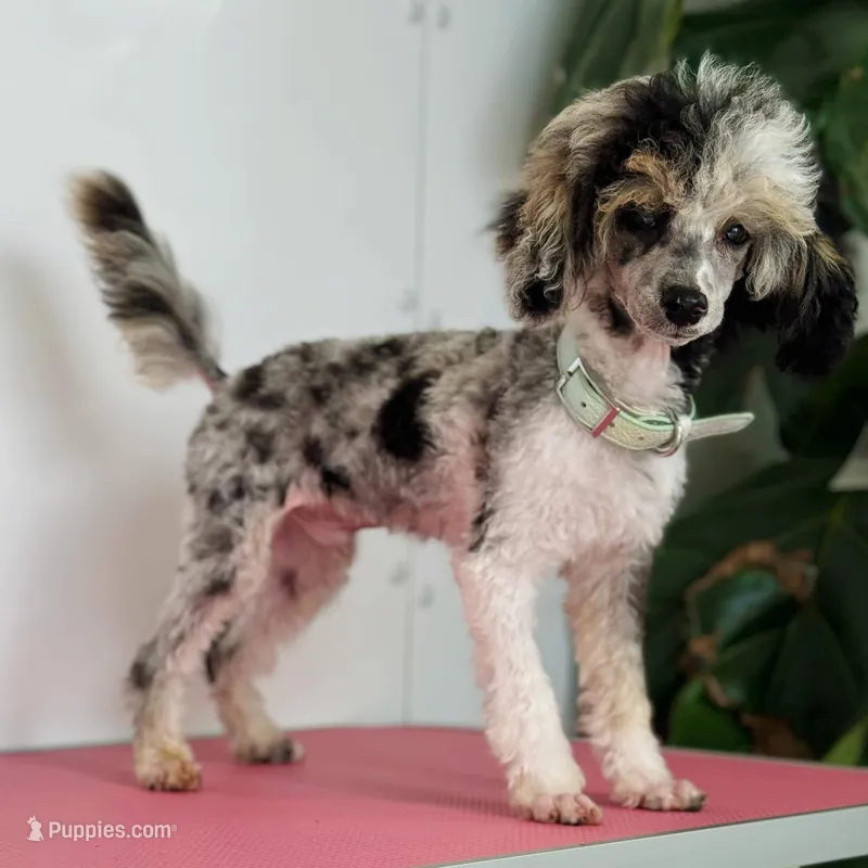 AKC Tuxedo Tri Merle