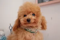 Yeti, a male Poodle - Toy  for sale in Arcata, CA – 2 of 2