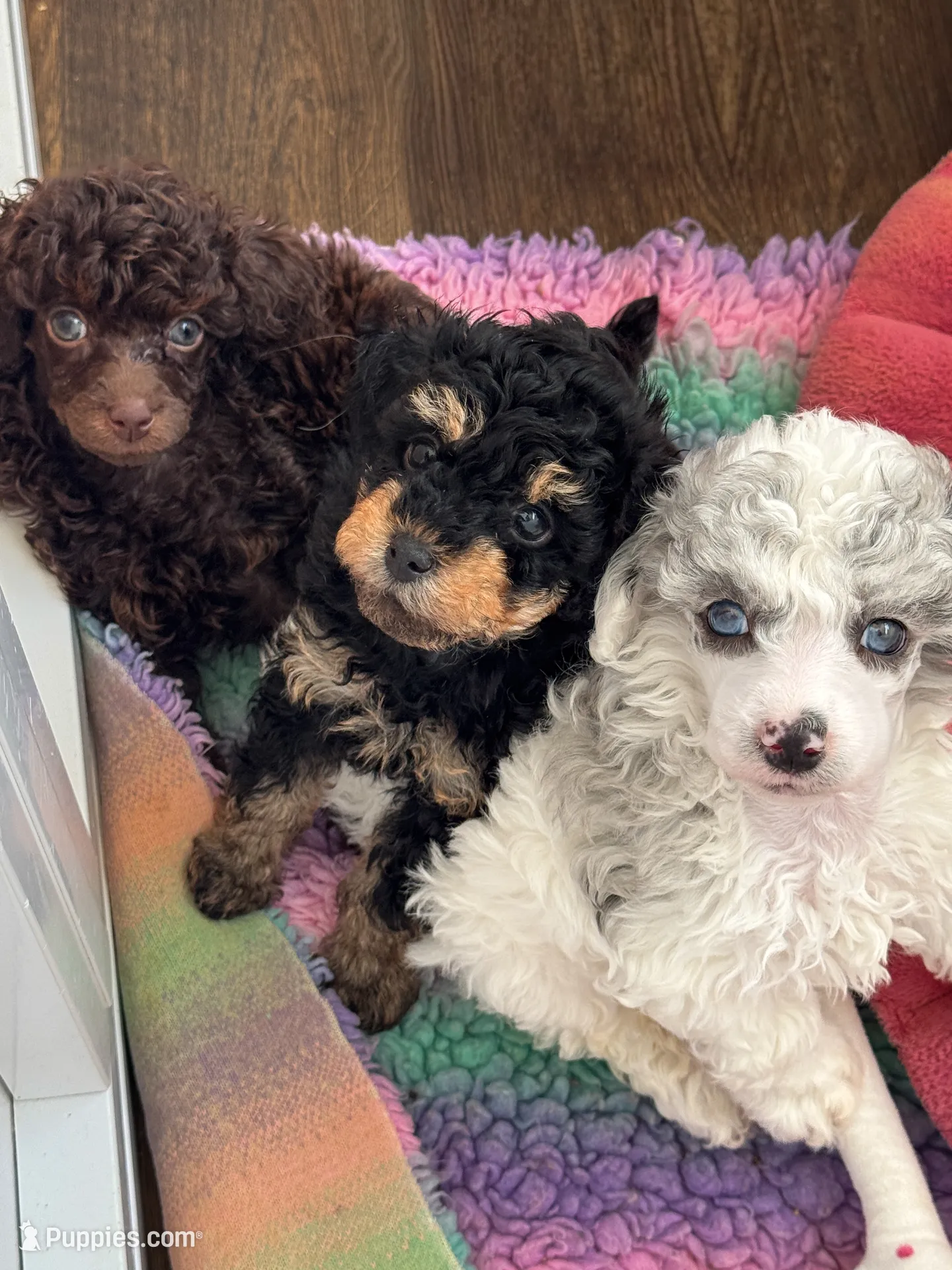 Gallium (dilute blue merle) , a male Poodle - Miniature  for sale in Arcata, CA – 2 of 6