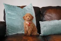 Babette , a female Poodle - Miniature  for sale in Arcata, CA – 3 of 3
