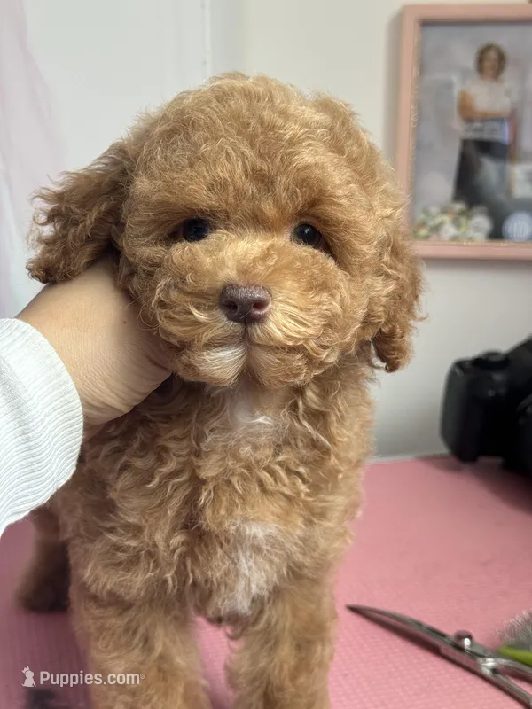 Babette  – Poodle - Miniature  puppy for sale in Arcata, CA