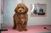 Babette , a female Poodle - Miniature  for sale in Arcata, CA – 2 of 3