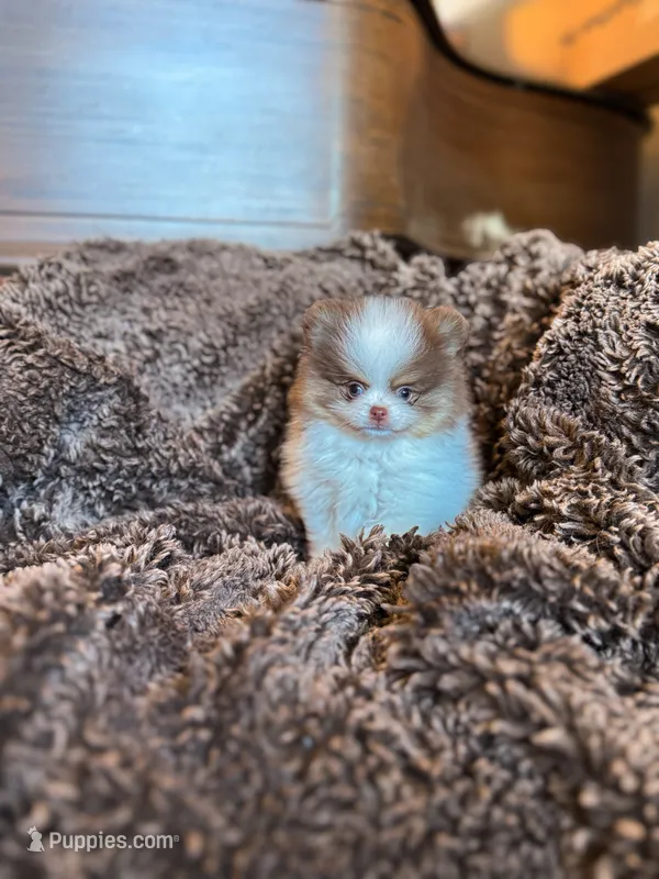 Cobble – Pomeranian puppy for sale in Arcata, CA