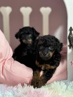 Chonk, a male Poodle - Toy  for sale in Arcata, CA – Photo 1 of 2