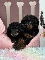 Chonk, a male Poodle - Toy  for sale in Arcata, CA – Photo 2 of 2