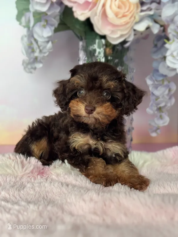 Dove, a female Poodle - Toy  for sale in Arcata, CA – 1 of 1