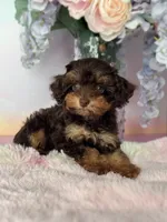Dove, a female Poodle - Toy  for sale in Arcata, CA – 1 of 1