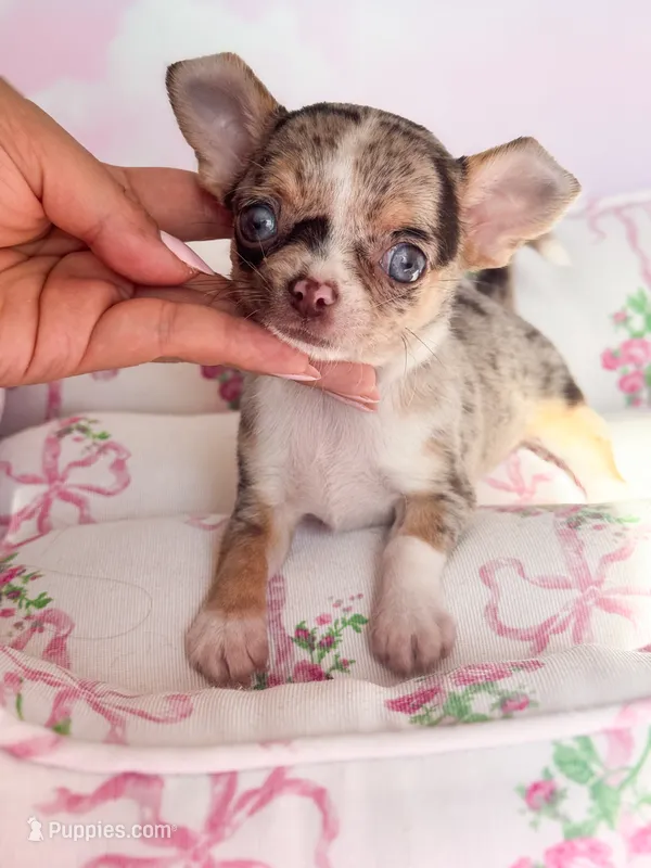 Pepe – Chihuahua puppy for sale in Arcata, CA