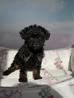 Lydia, a female Poodle - Toy  for sale in Arcata, CA – 1 of 4