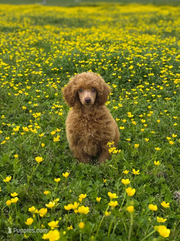 Gaston  – Poodle - Miniature  puppy for sale in Arcata, CA
