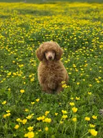 Gaston , a male Poodle - Miniature  for sale in Arcata, CA – 1 of 1