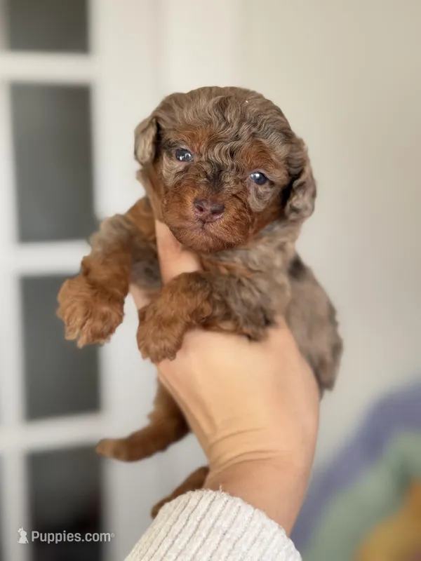 Adam, a male Poodle - Toy  for sale in Arcata, CA – Photo 1 of 3