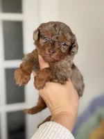 Adam, a male Poodle - Toy  for sale in Arcata, CA – Photo 1 of 3
