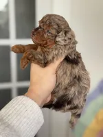 Adam, a male Poodle - Toy  for sale in Arcata, CA – Photo 3 of 3