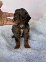 Boots , a male Poodle - Miniature  for sale in Arcata, CA – 2 of 2