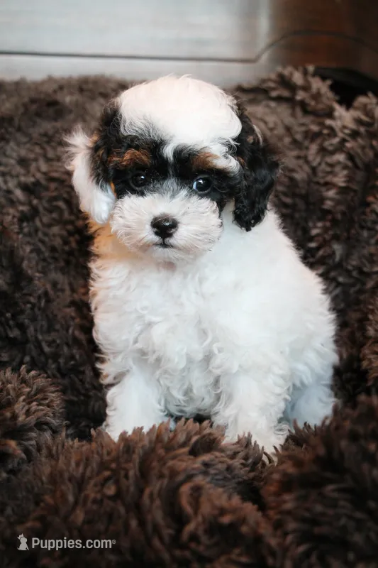 Sheen – Poodle - Miniature  puppy for sale in Arcata, CA