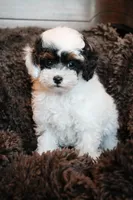Sheen, a male Poodle - Miniature  for sale in Arcata, CA – 1 of 3