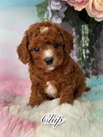 Chip, a male Poodle - Miniature  for sale in Arcata, CA – 1 of 1