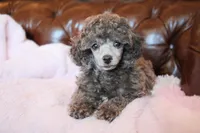 Cobalt (true blue dilute), a male Poodle - Toy  for sale in Arcata, CA – 1 of 4