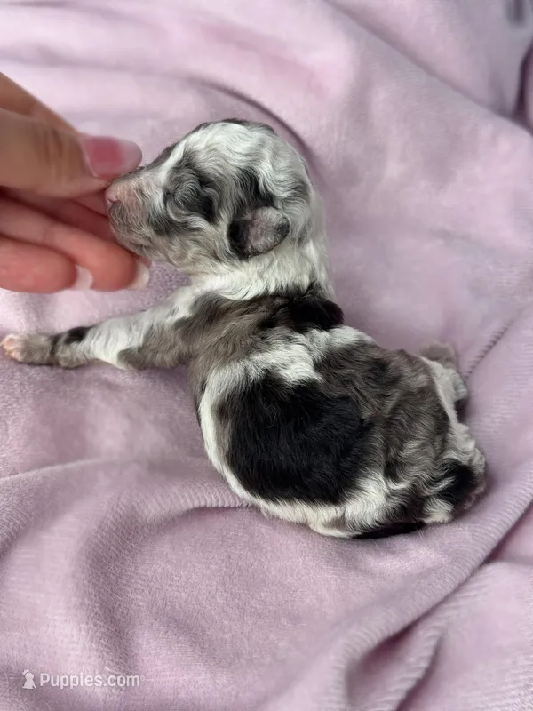 Cindy  – Poodle - Toy  puppy for sale in Arcata, CA