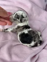 Cindy , a female Poodle - Toy  for sale in Arcata, CA – 1 of 2