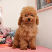 Yeti, a male Poodle - Toy  for sale in Arcata, CA – 1 of 2