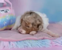 Sarabelle, a female Poodle - Miniature  for sale in Arcata, CA – Photo 3 of 6