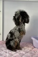 Sarabelle, a female Poodle - Miniature  for sale in Arcata, CA – Photo 5 of 6