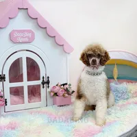 Sarabelle, a female Poodle - Miniature  for sale in Arcata, CA – Photo 6 of 6