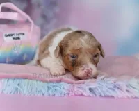 Sarabelle, a female Poodle - Miniature  for sale in Arcata, CA – Photo 2 of 6