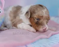 Sarabelle, a female Poodle - Miniature  for sale in Arcata, CA – Photo 4 of 6