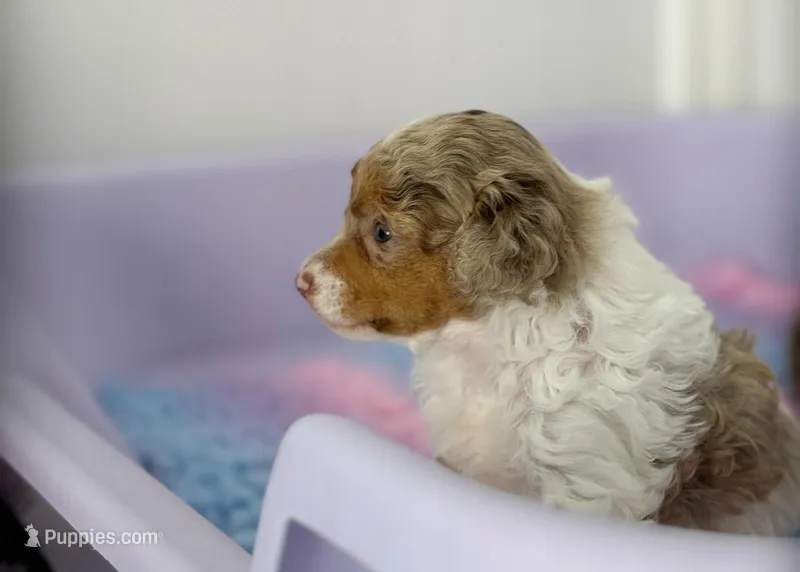 Sarabelle, a female Poodle - Miniature  for sale in Arcata, CA – Photo 1 of 6