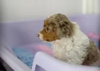 Sarabelle, a female Poodle - Miniature  for sale in Arcata, CA – Photo 1 of 6