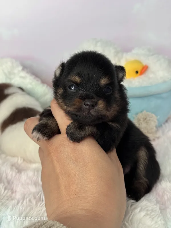 Flint – Pomeranian puppy for sale in Arcata, CA