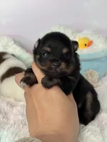 Flint, a male Pomeranian for sale in Arcata, CA – 1 of 2