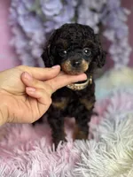 Goose (Dd), a male Poodle - Toy  for sale in Arcata, CA – Photo 1 of 3
