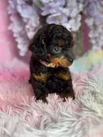 Goose (Dd), a male Poodle - Toy  for sale in Arcata, CA – Photo 3 of 3