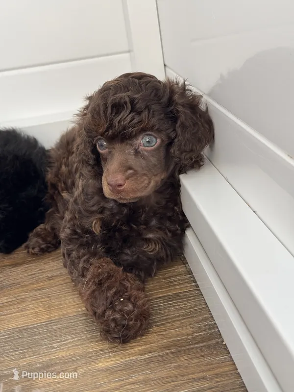 Mothica  – Poodle - Miniature  puppy for sale in Arcata, CA