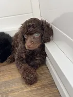 Mothica , a female Poodle - Miniature  for sale in Arcata, CA – 1 of 2