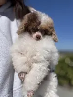 Chicken, a male Poodle - Miniature  for sale in Arcata, CA – Photo 2 of 2