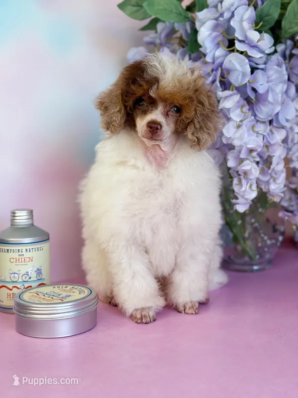 Chicken, a male Poodle - Miniature  for sale in Arcata, CA – Photo 1 of 2