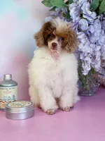 Chicken, a male Poodle - Miniature  for sale in Arcata, CA – Photo 1 of 2