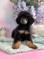 Maggie (Bb & Clear), a female Poodle - Miniature  for sale in Arcata, CA – Photo 1 of 2