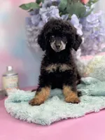 Maggie (Bb & Clear), a female Poodle - Miniature  for sale in Arcata, CA – Photo 2 of 2