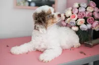 Adeline , a female Poodle - Miniature  for sale in Arcata, CA – 3 of 4