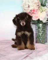 Kyle , a male Poodle - Toy  for sale in Arcata, CA – 1 of 1
