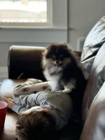 Chococat, a female Pomeranian for sale in Arcata, CA – Photo 3 of 3