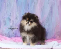 Chococat, a female Pomeranian for sale in Arcata, CA – Photo 1 of 3