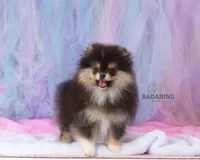 Chococat, a female Pomeranian for sale in Arcata, CA – Photo 2 of 3